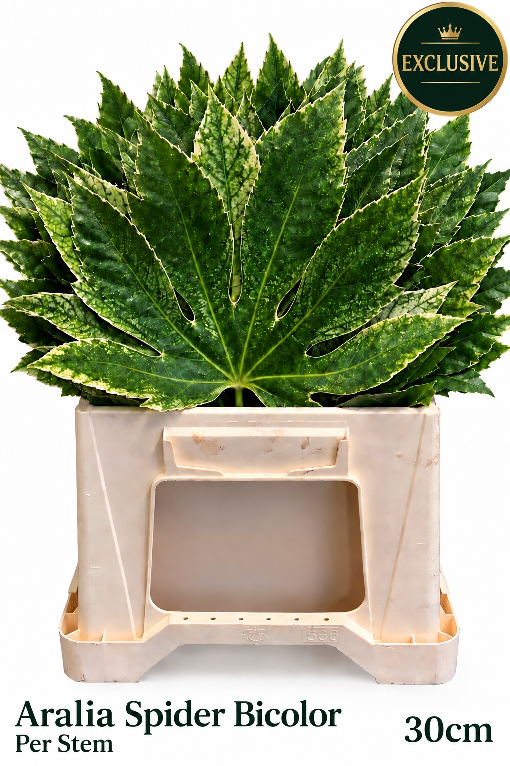Fatsia Japonica Bs 30L.cm