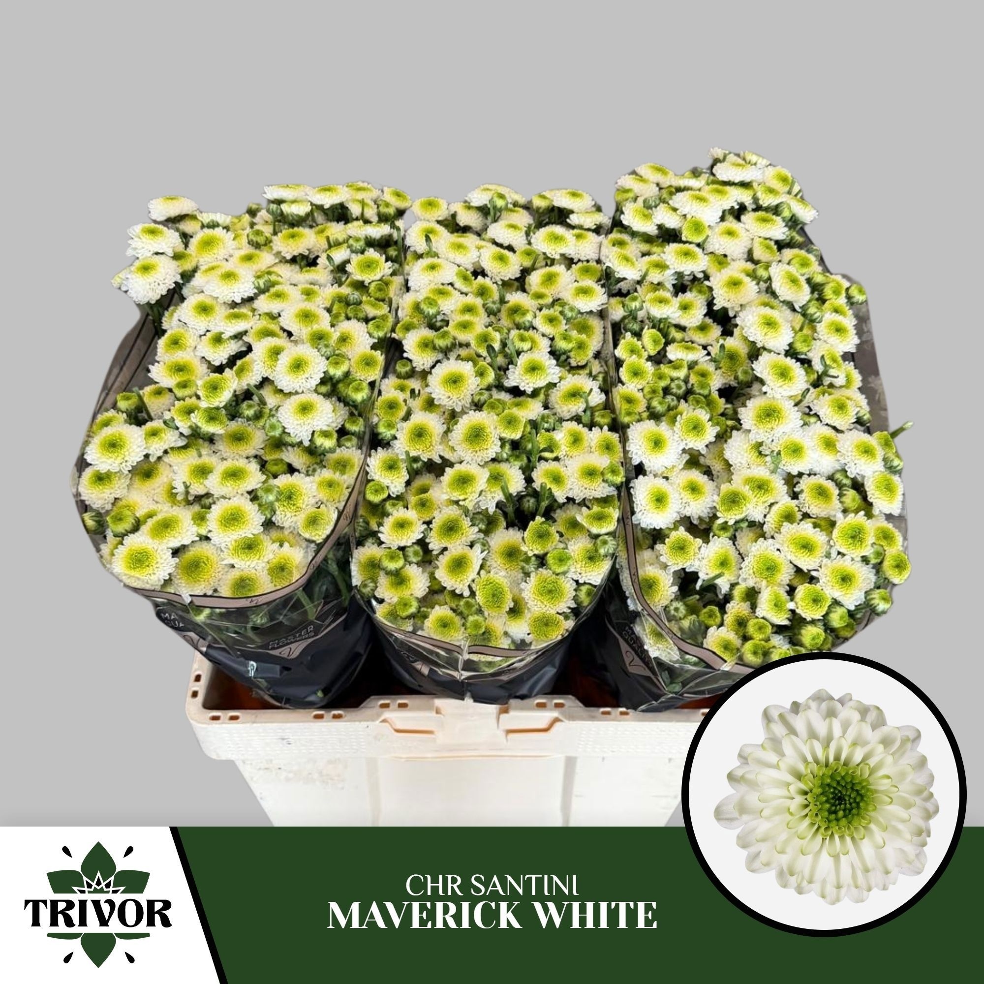 Chrys Santini Maverick White 45cm 110Ø