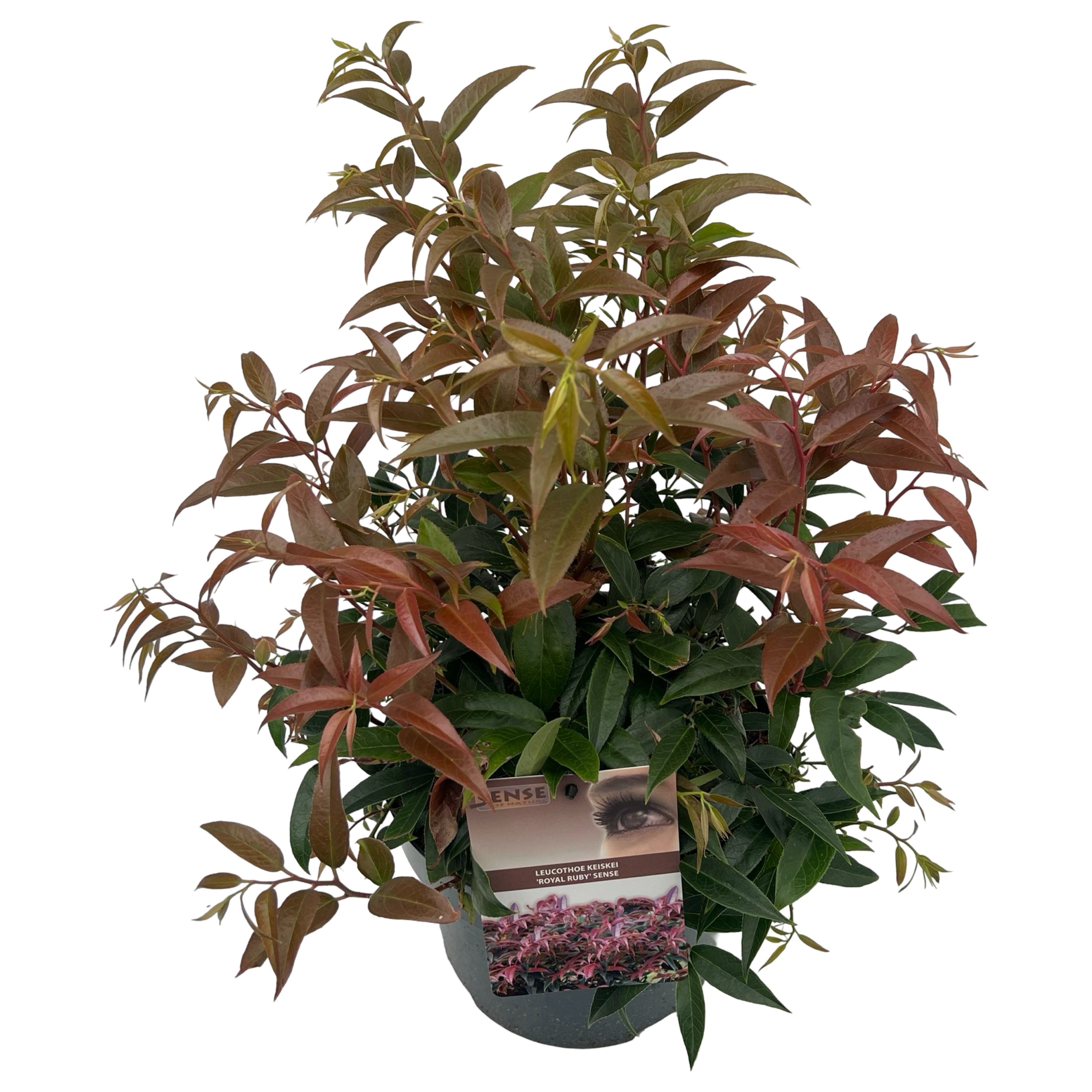 Picture of Leucothoe Royal Ruby sense P23 (5 Ltr) 55CM (LOOSE)