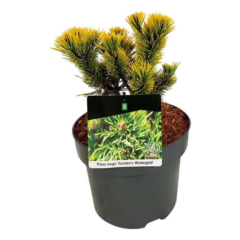 Picture of Pinus mugo 'Carsten's Wintergold'