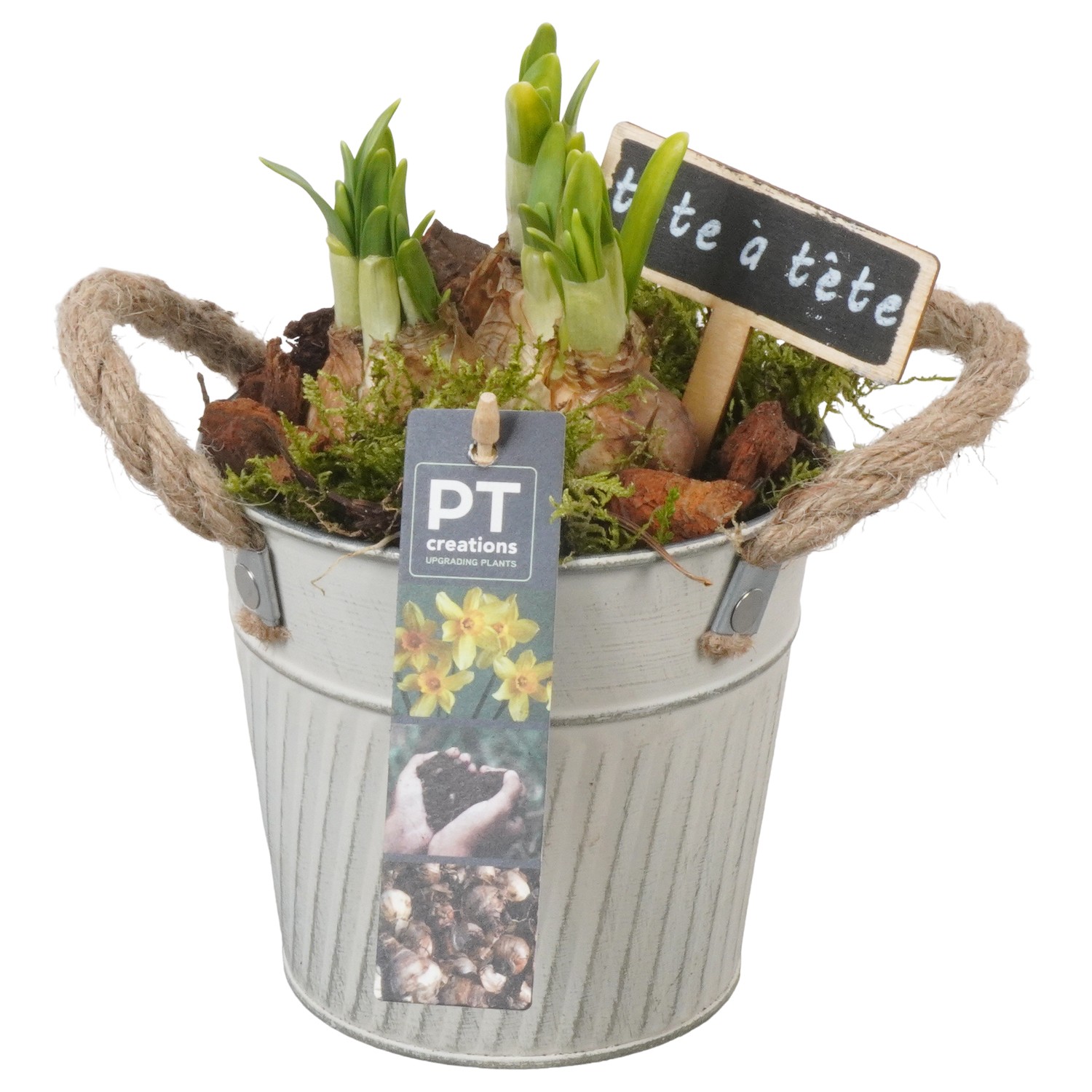 Picture of PTN5050 Arrangement Narcis in zinc pot P13 21CM