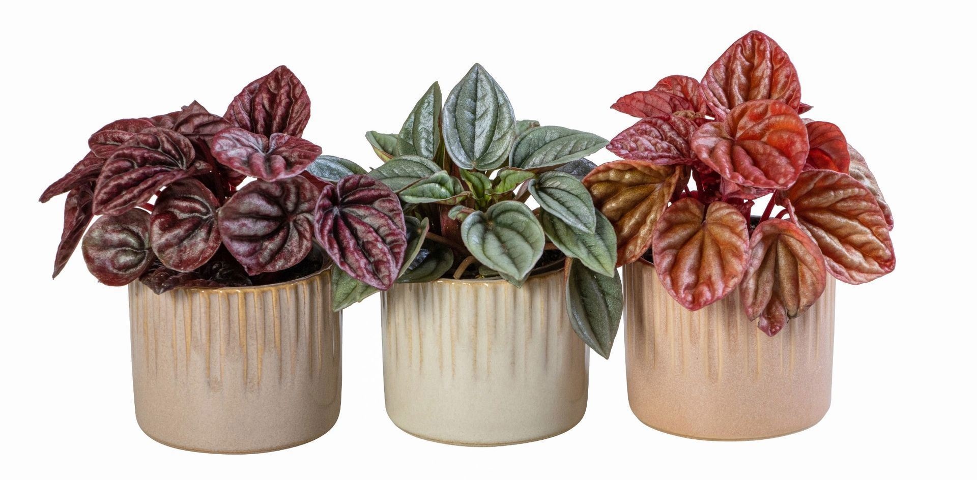 Peperomia L 66023 With Peperomia Caperata Mix