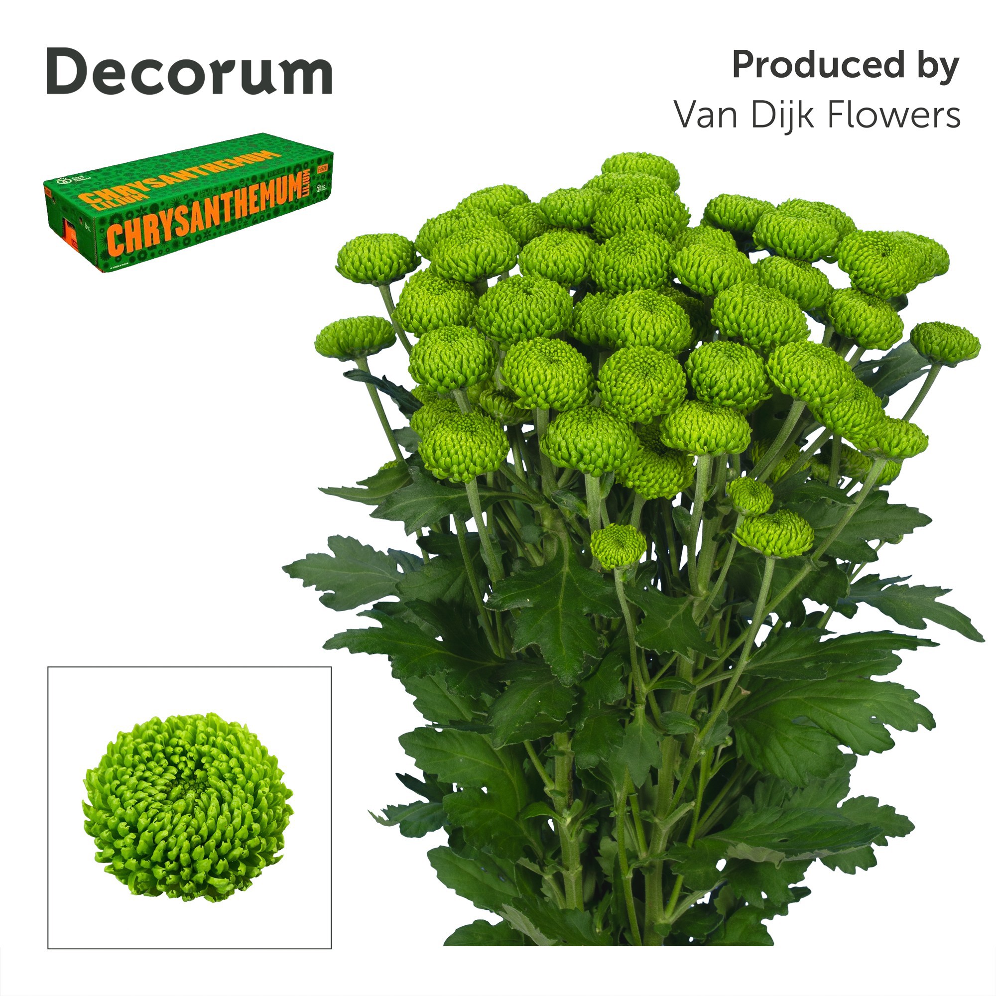 Chr T Deligreen