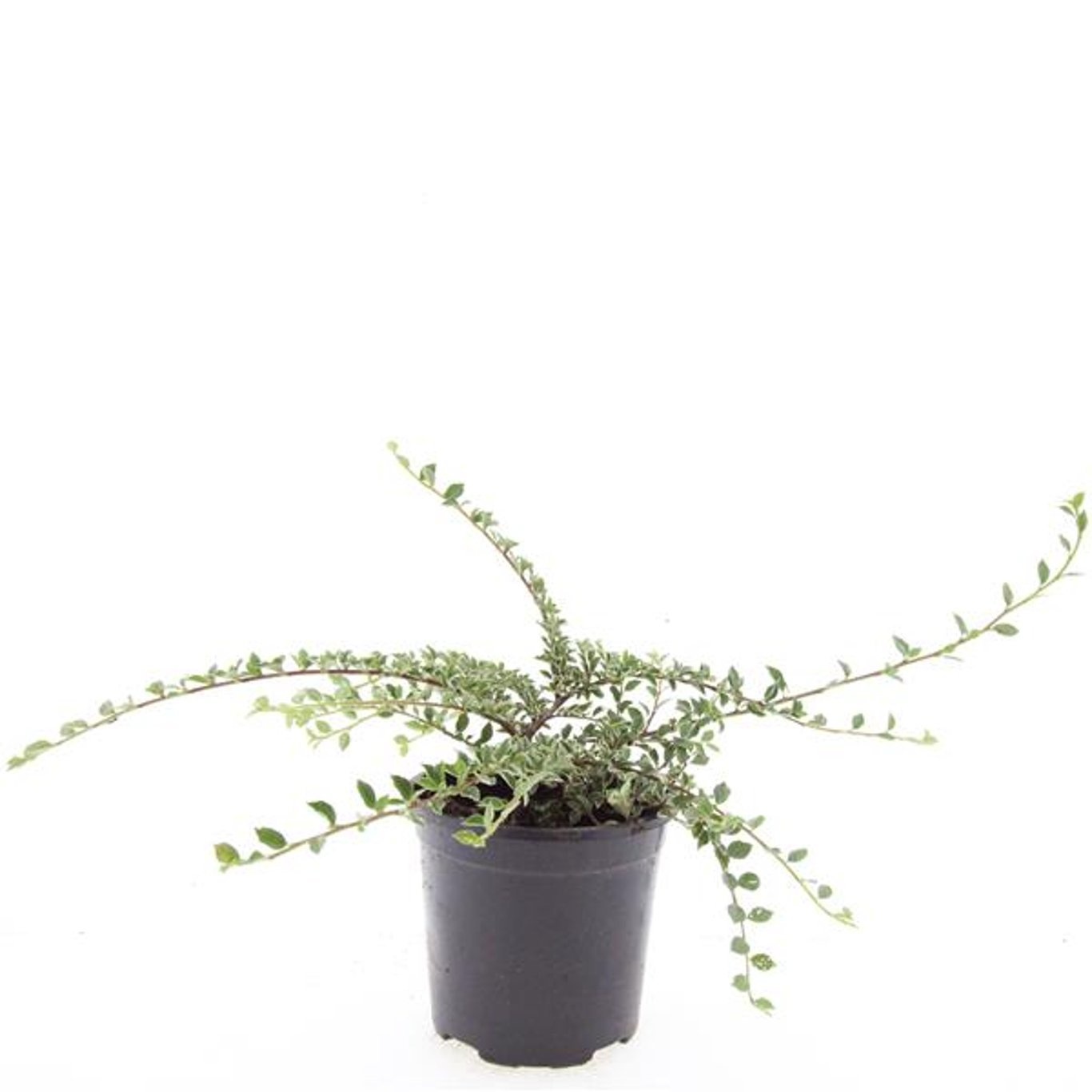 Cotoneaster atropurpureus 'Variegatus'