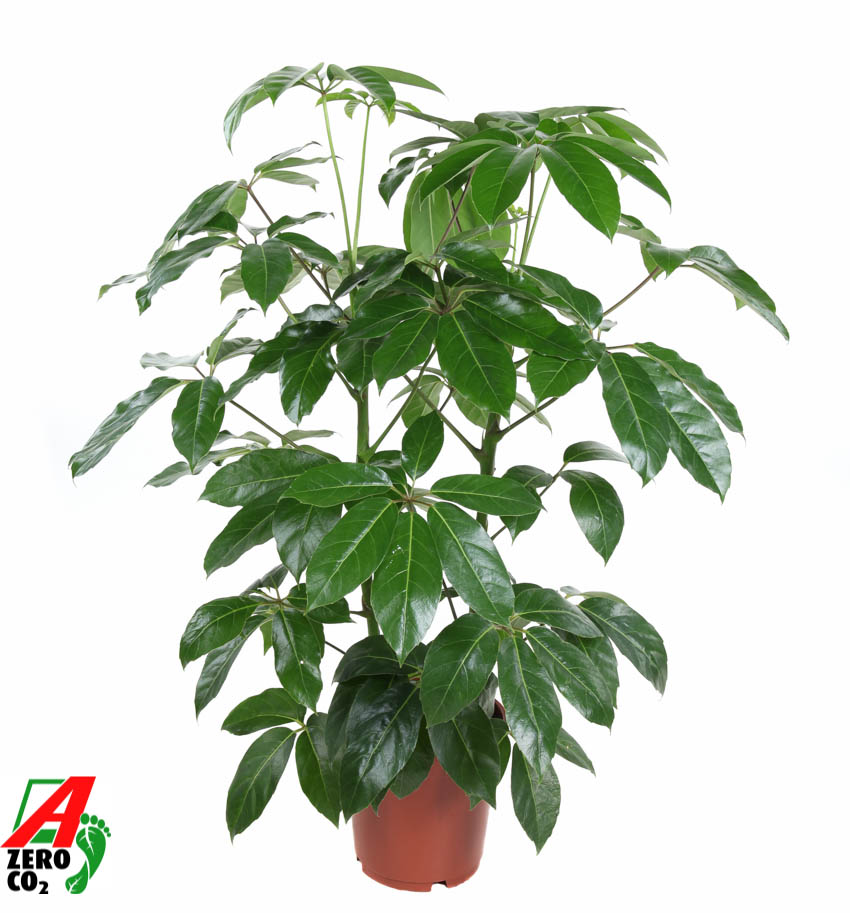 Picture of Schefflera Amata 2PP P24 90cm (LOOSE)