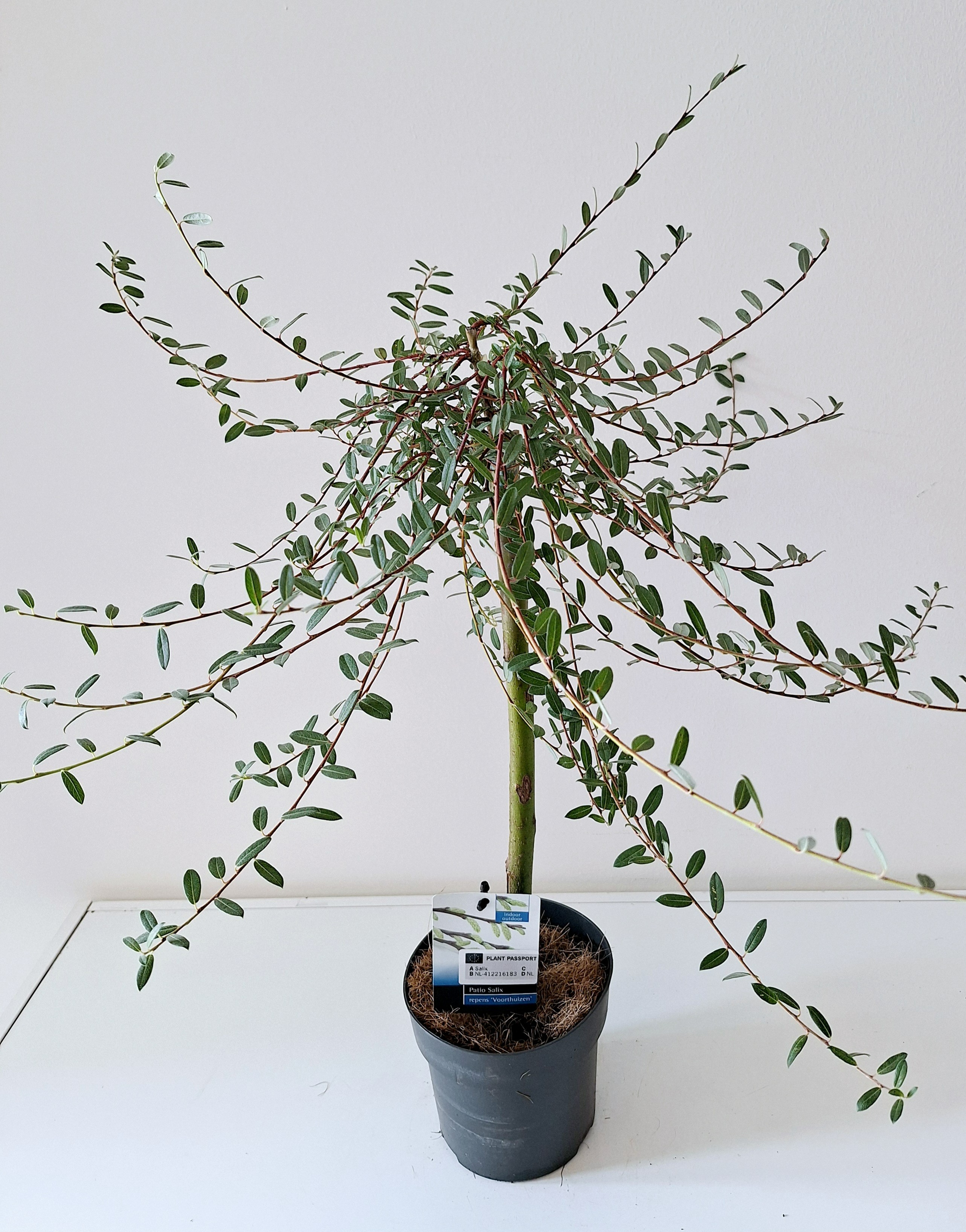 Picture of Salix Voorthuizen P14 40/STD