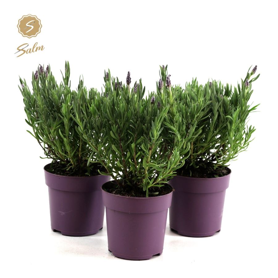 Picture of Lavandula st. 'Anouk'® Collection P10,5