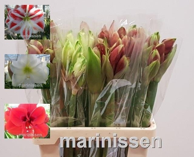 Hippeastrum Mixed 2/4bl
