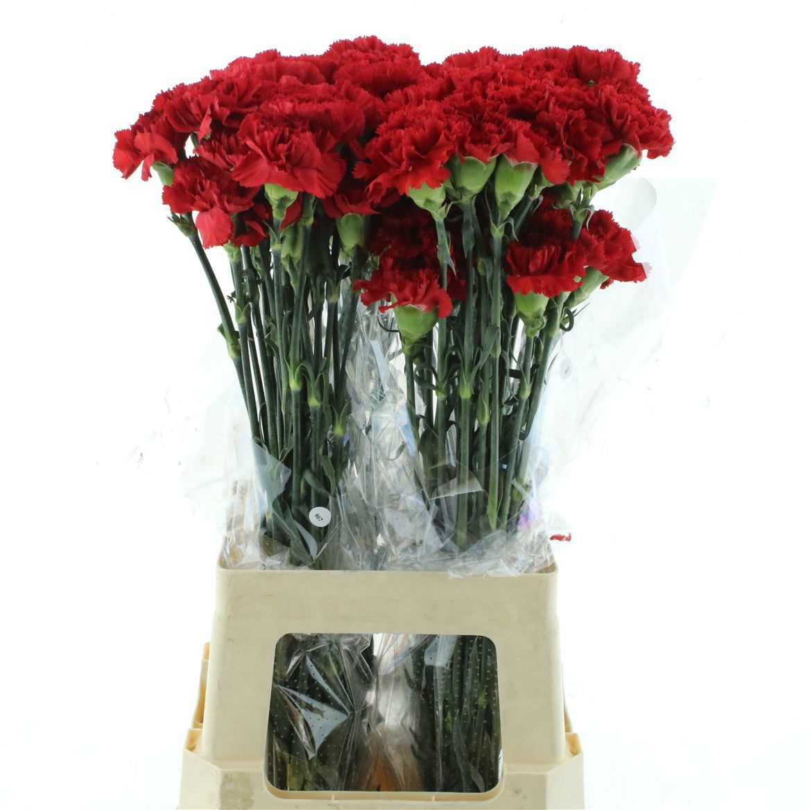 Dianthus St Grandsole 70cm