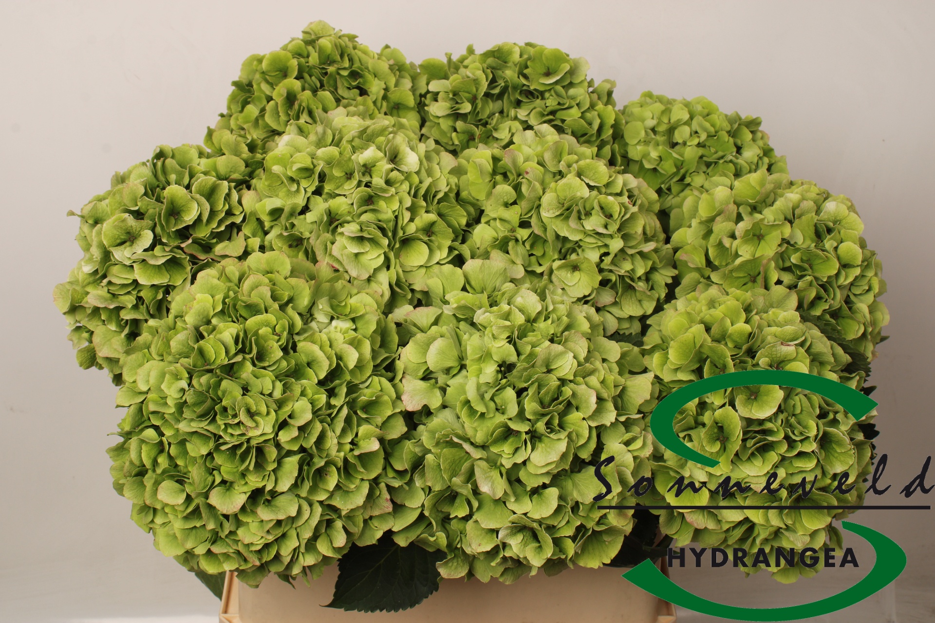 Hydrangea Verena Classic Pink 80cm 22Ø