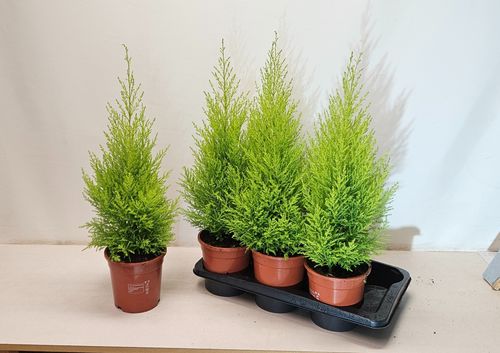 Cupressus Goldc. Wilma 