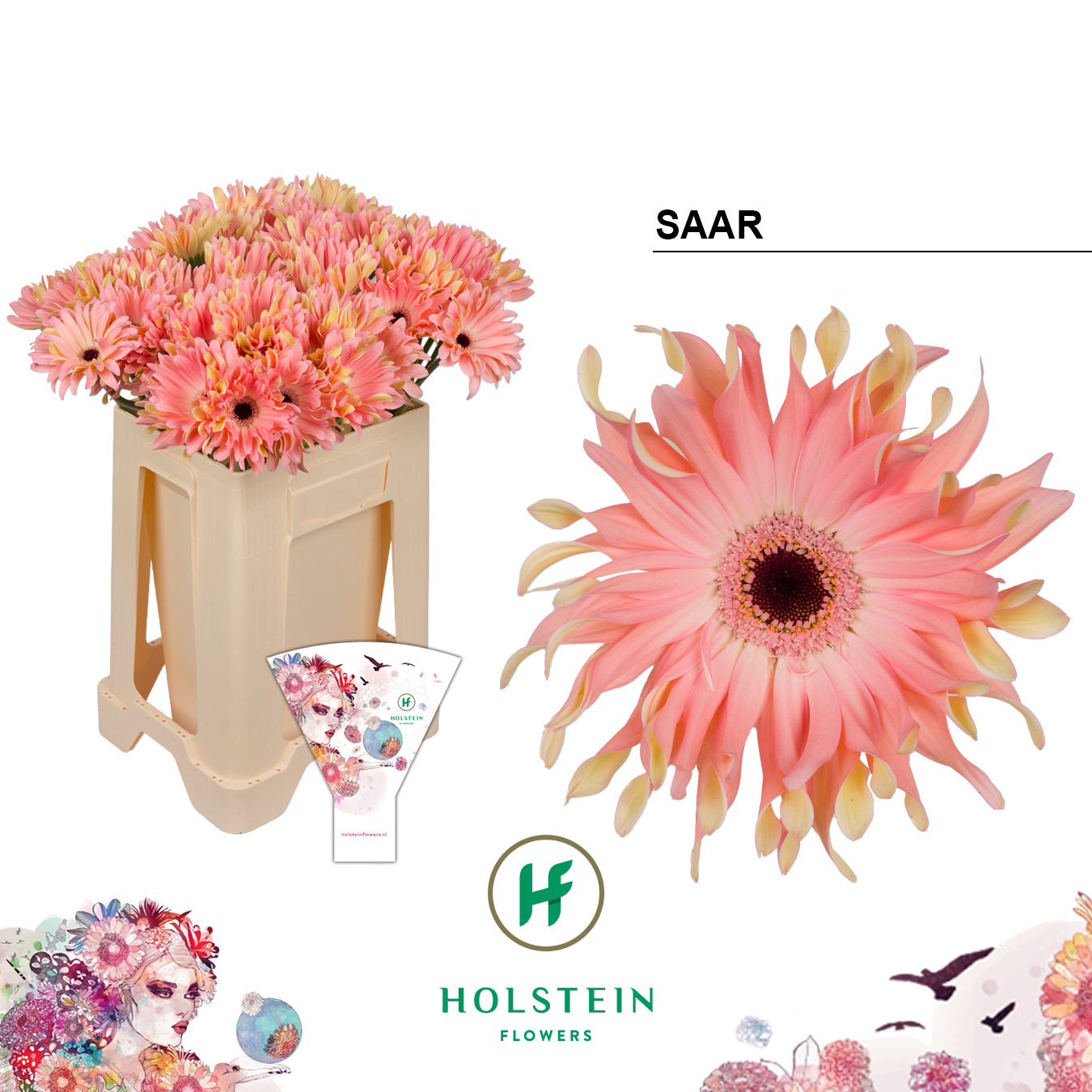 Gerbera Pasta Saar Water