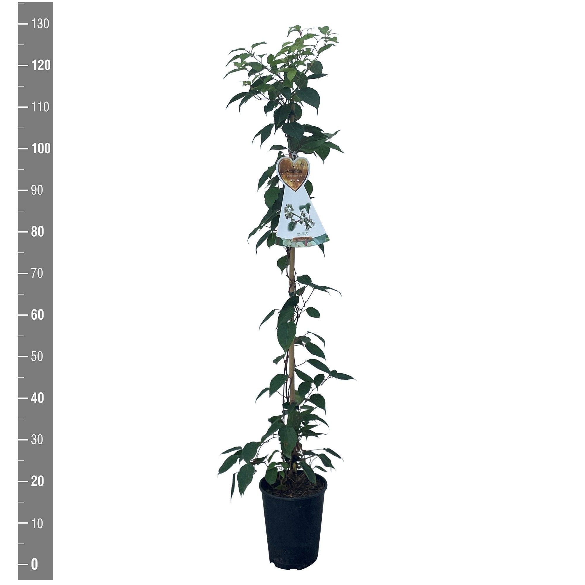 Actinidia arguta 'Nostino' aanstok kiwi mannelijk