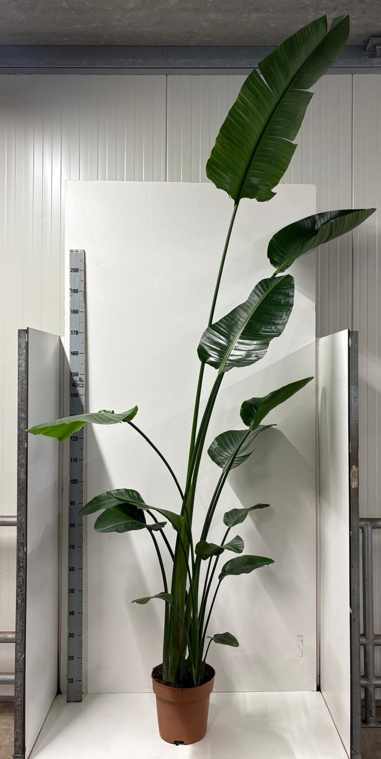 Strelitzia Nicolai 27P 260H 3stek