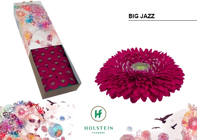 Gerbera Pomponi Big Jazz Doos