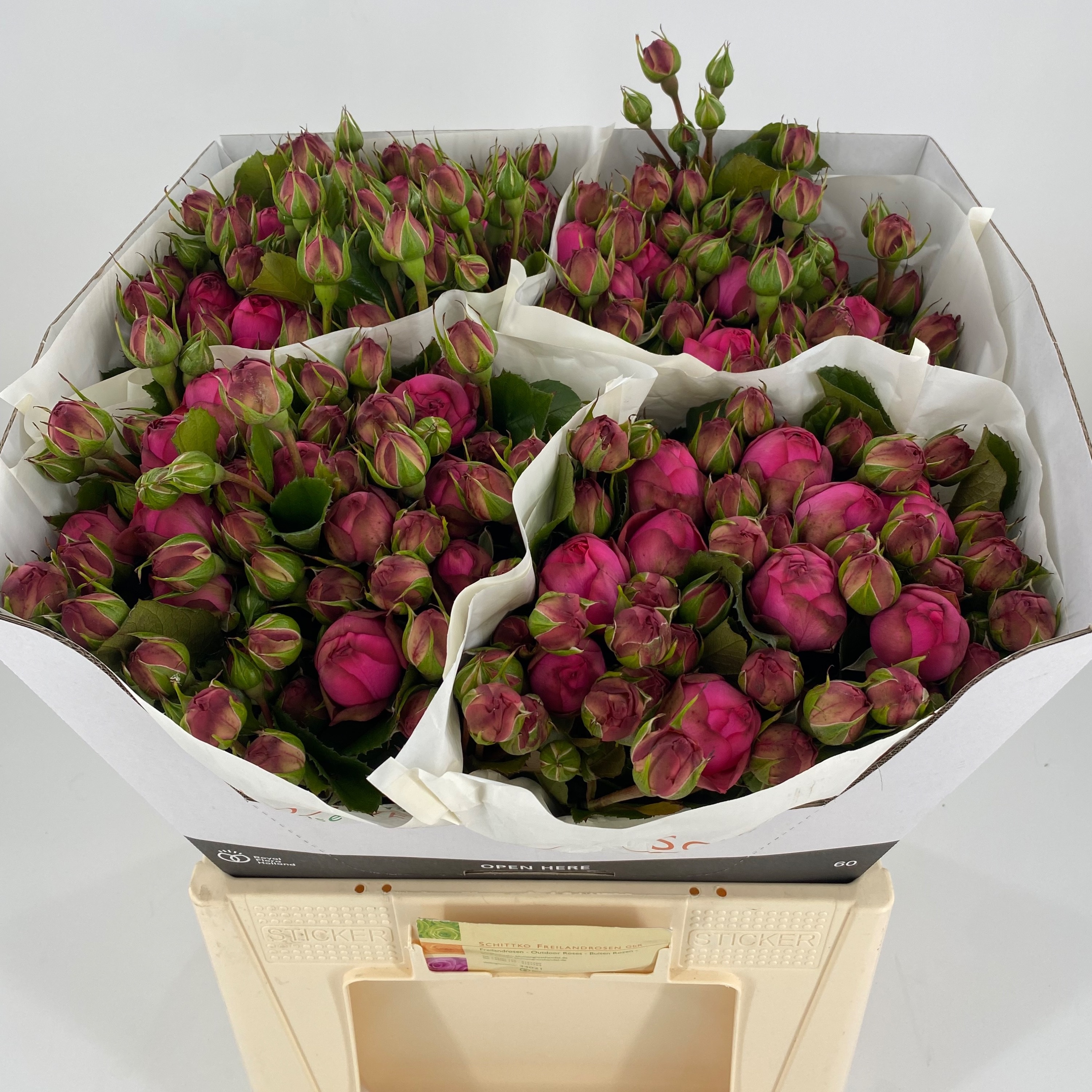 Rosa Spr Pink Piano Freiland 60cm