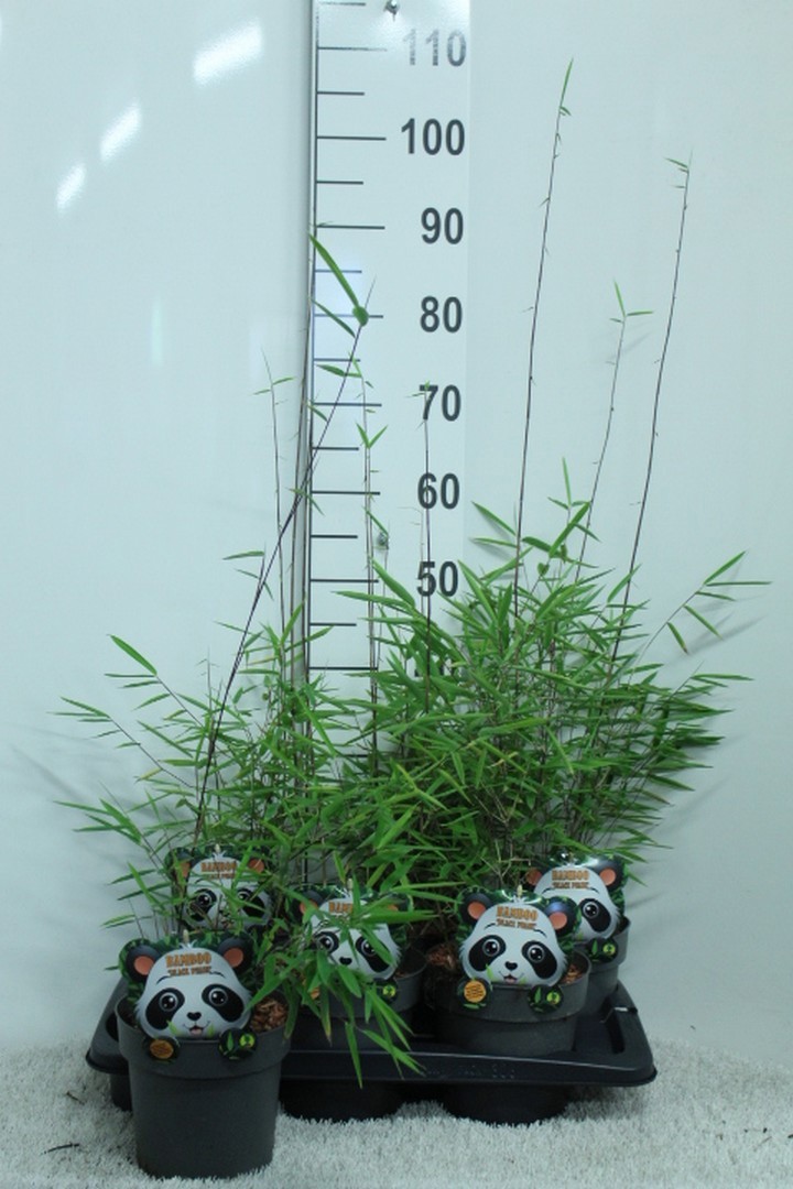 Fargesia nitida Black pearl
