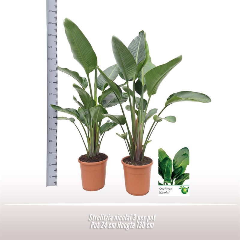 Picture of Strelitzia nicolai P24 140CM (LOOSE)