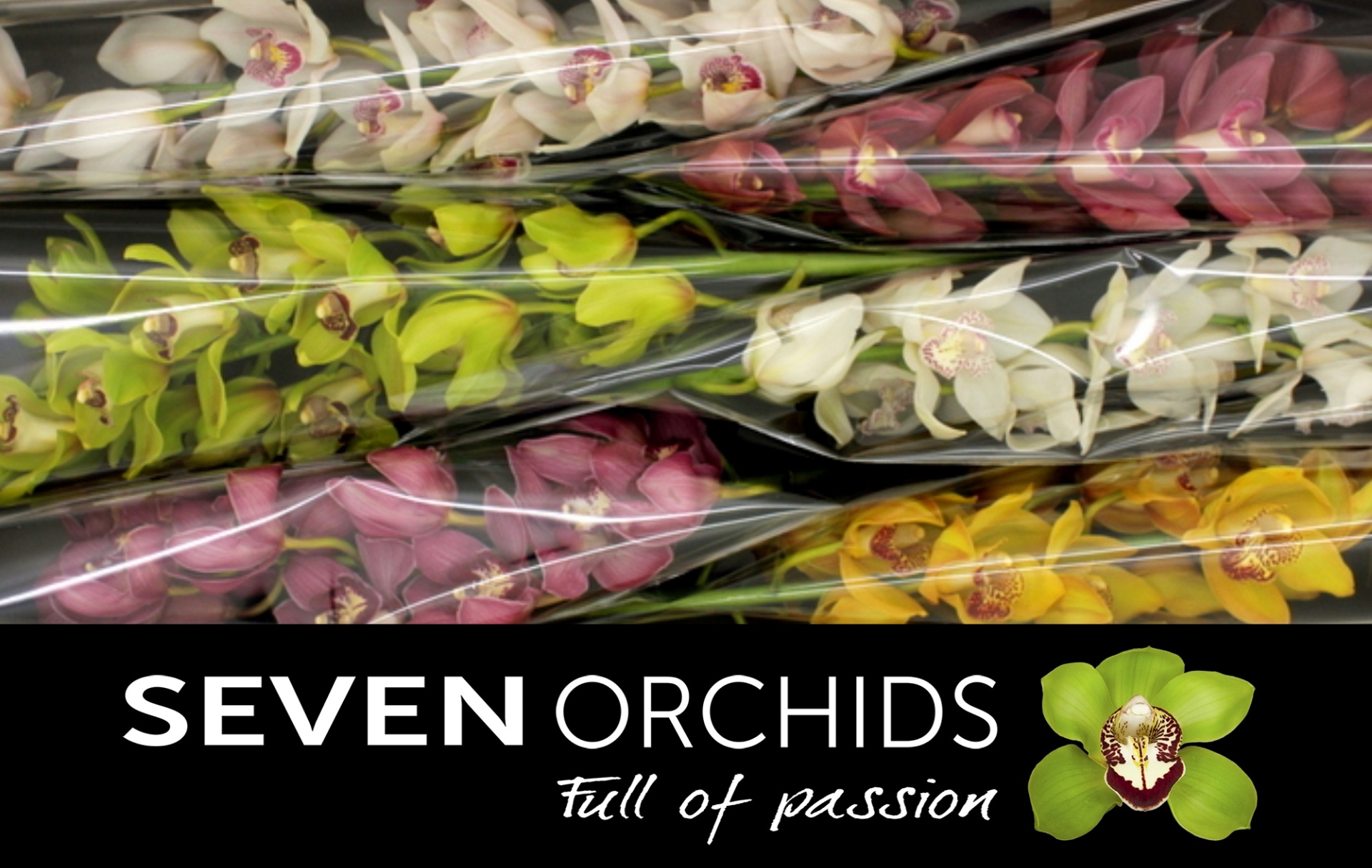 Cymbidium Asst 13bl