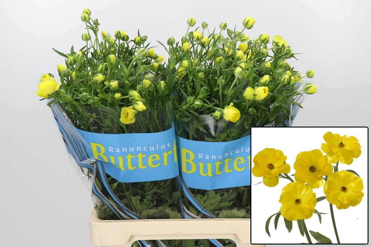 Ranunculus Butterfly Phytalo 70cm