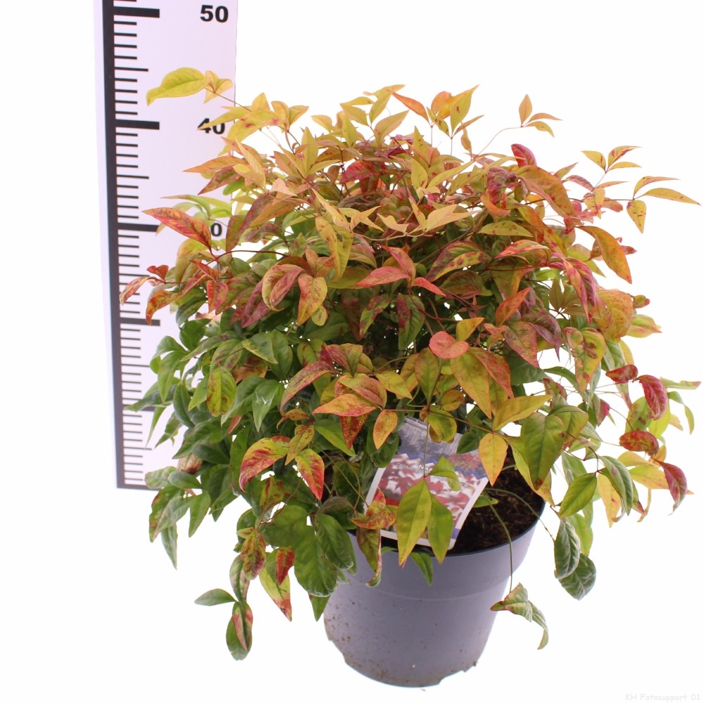 Picture of Nandina domestica Firepower P21 (4 Ltr) (LOOSE)