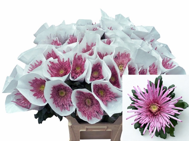 Chr G Uzuri Purple 80cm 100gram