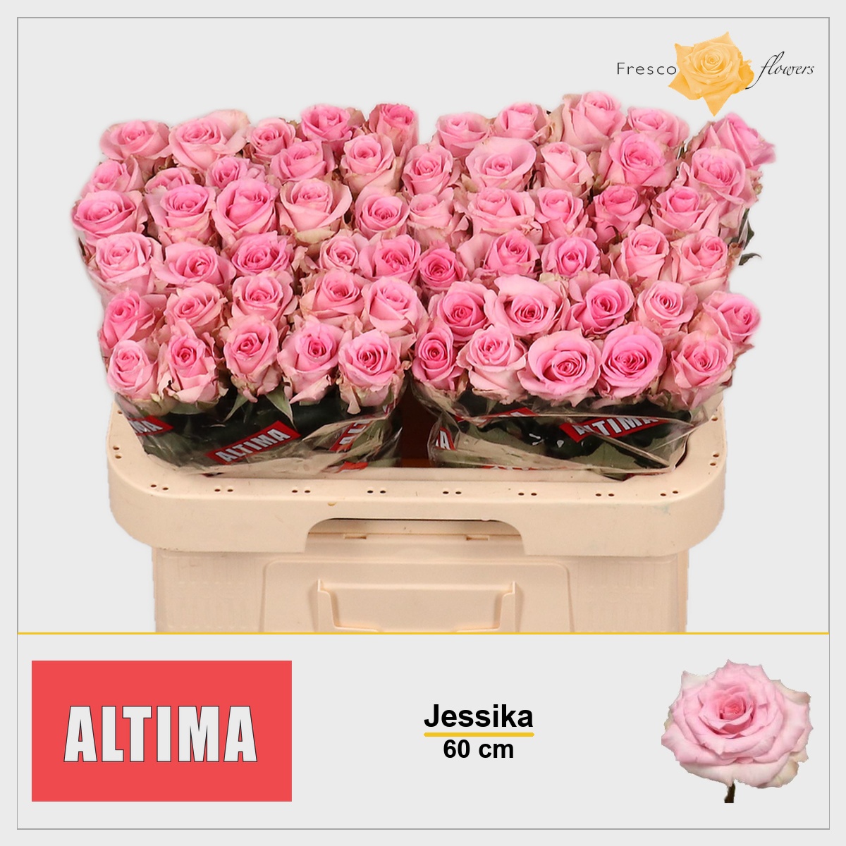 Rosa Jessika 60cm