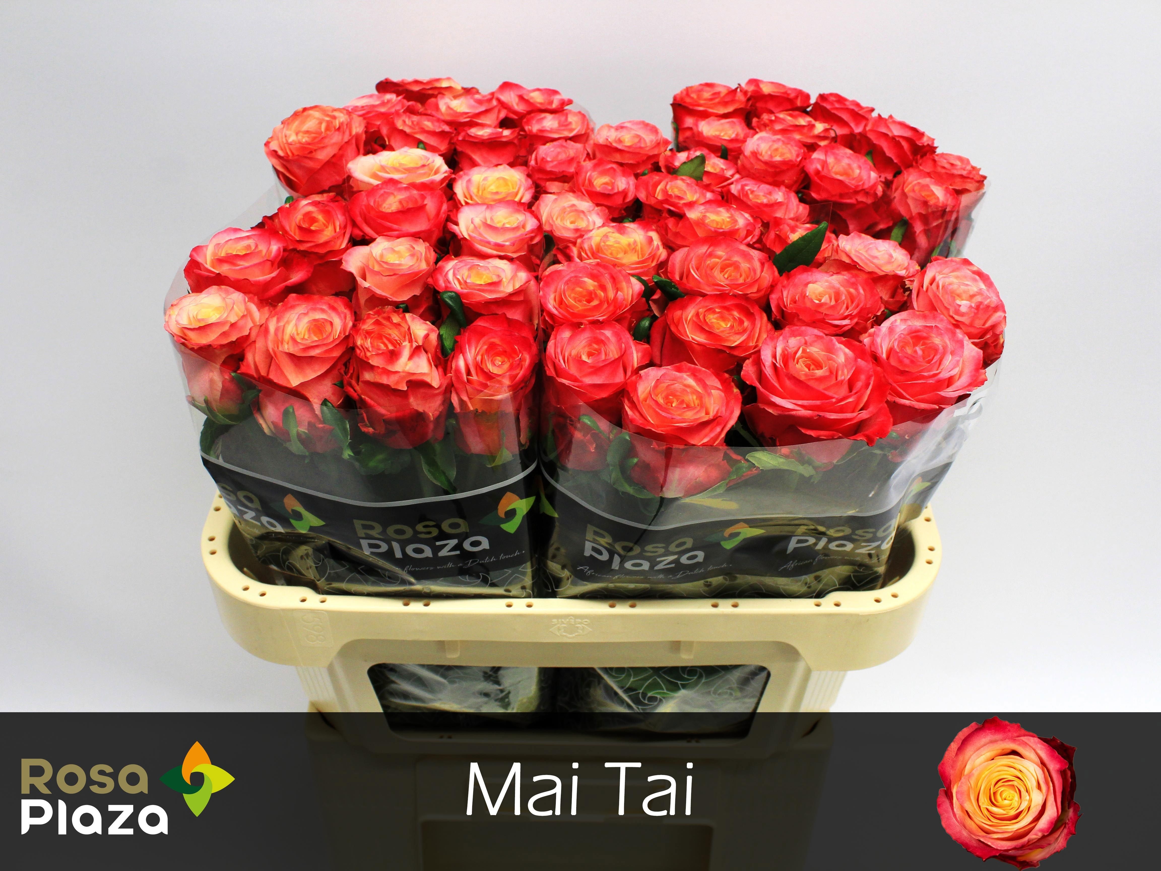 R Gr Mai Tai
