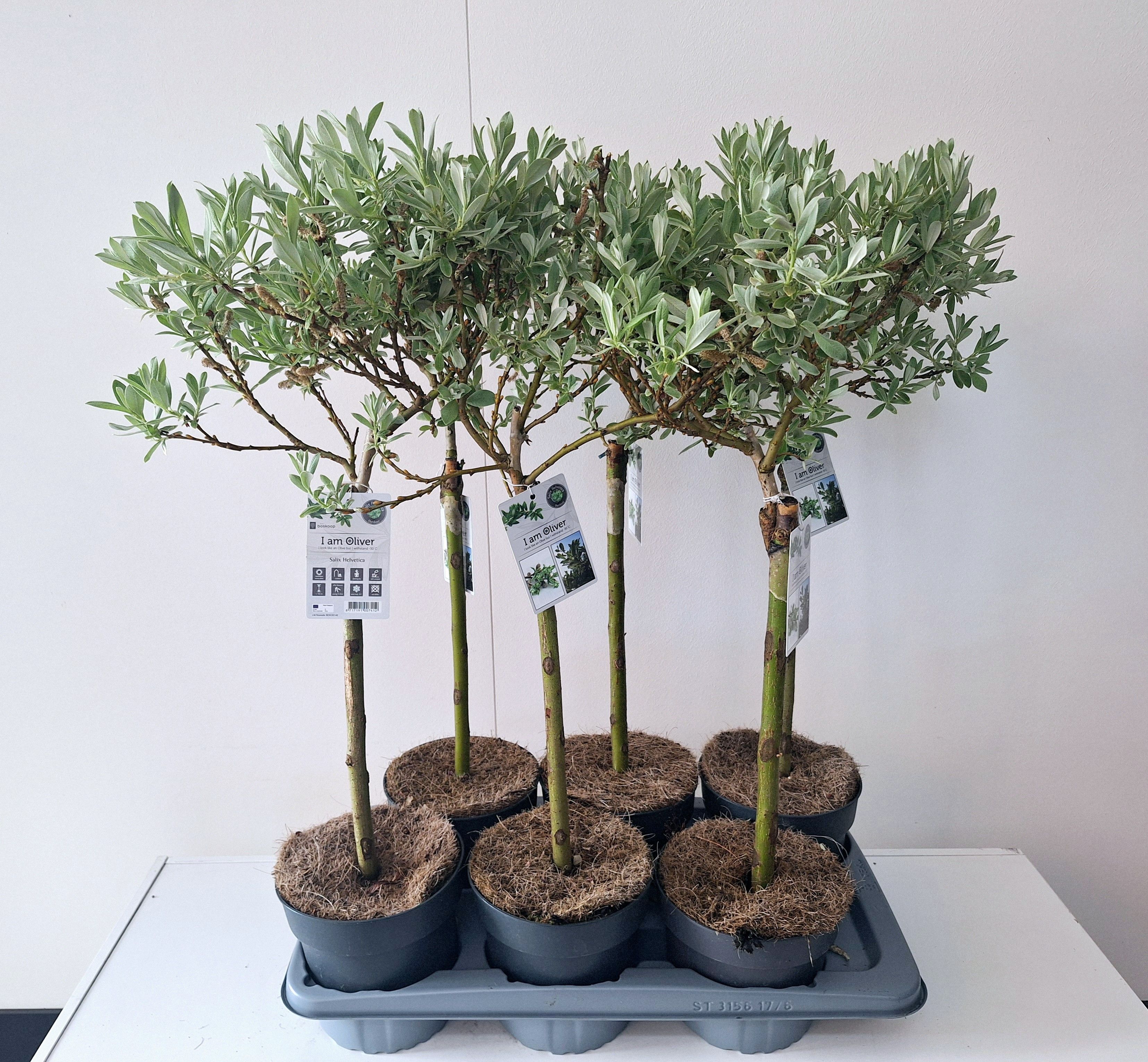 Picture of Salix Helvetica stam 40