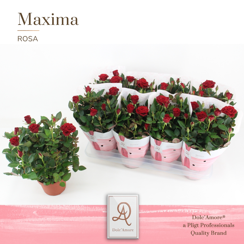 Picture of Rosa Red Maxima DolcAmore P14 32cm