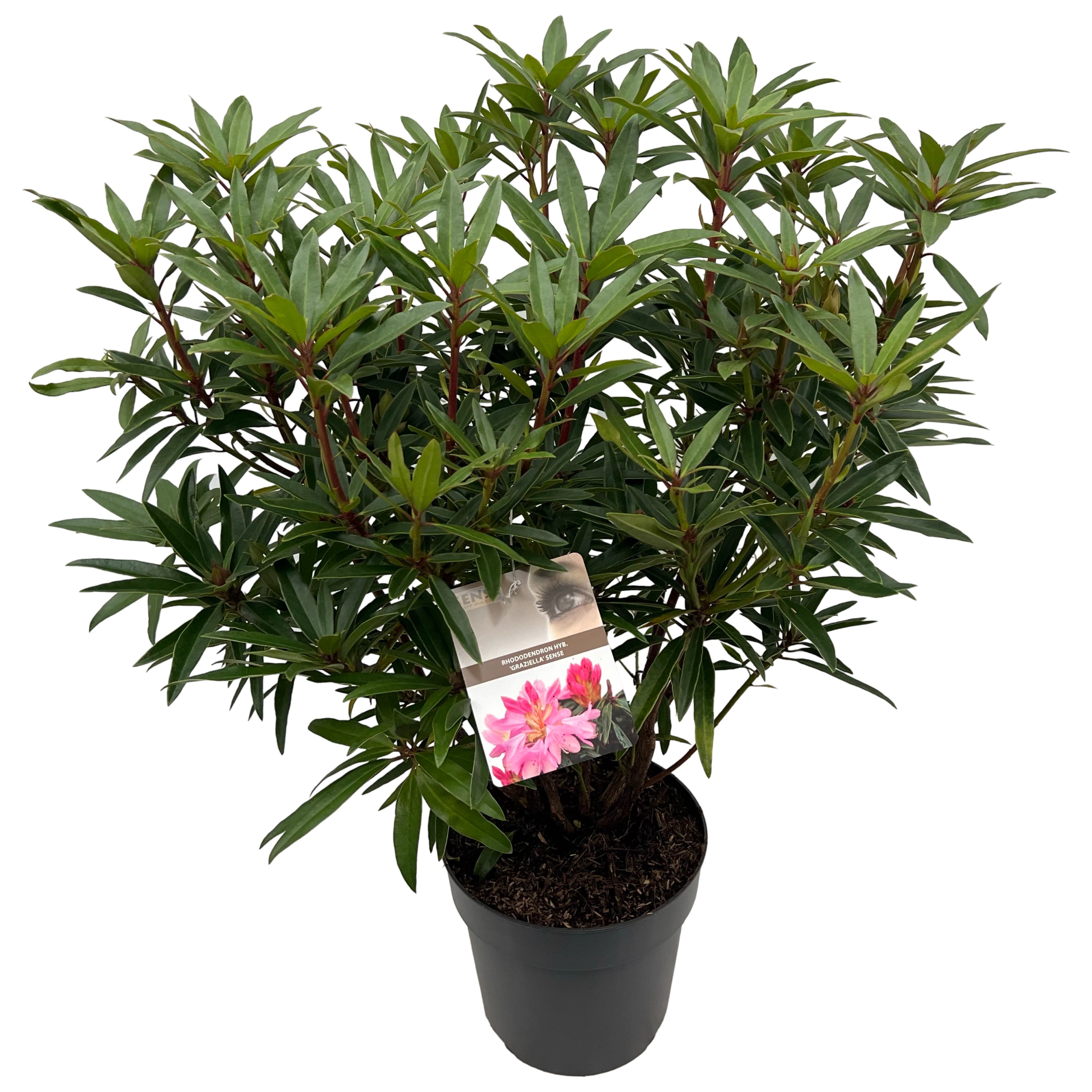 Picture of Rhododendron hyb. Graziella P23 (5 Ltr) (LOOSE)