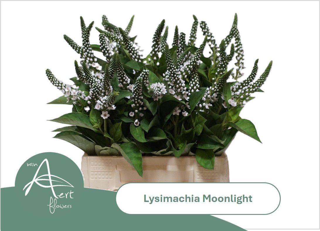 Lysim Moonlight