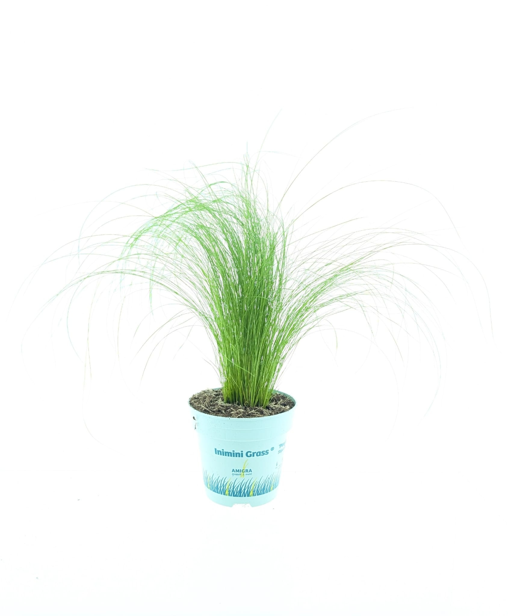 Picture of Stipa tenuifolia 'Ponytails'