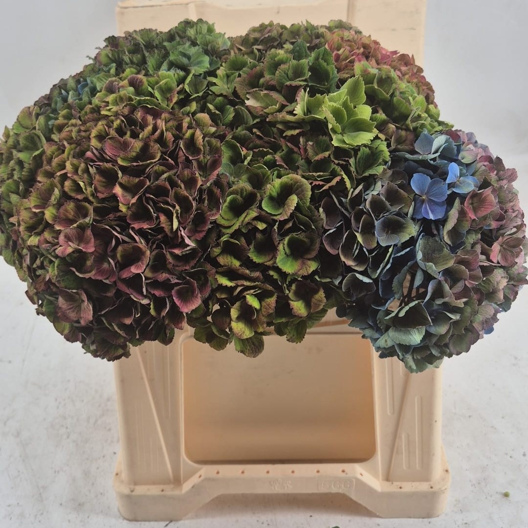 Hydrangea Charlotte 35cm 15Ø