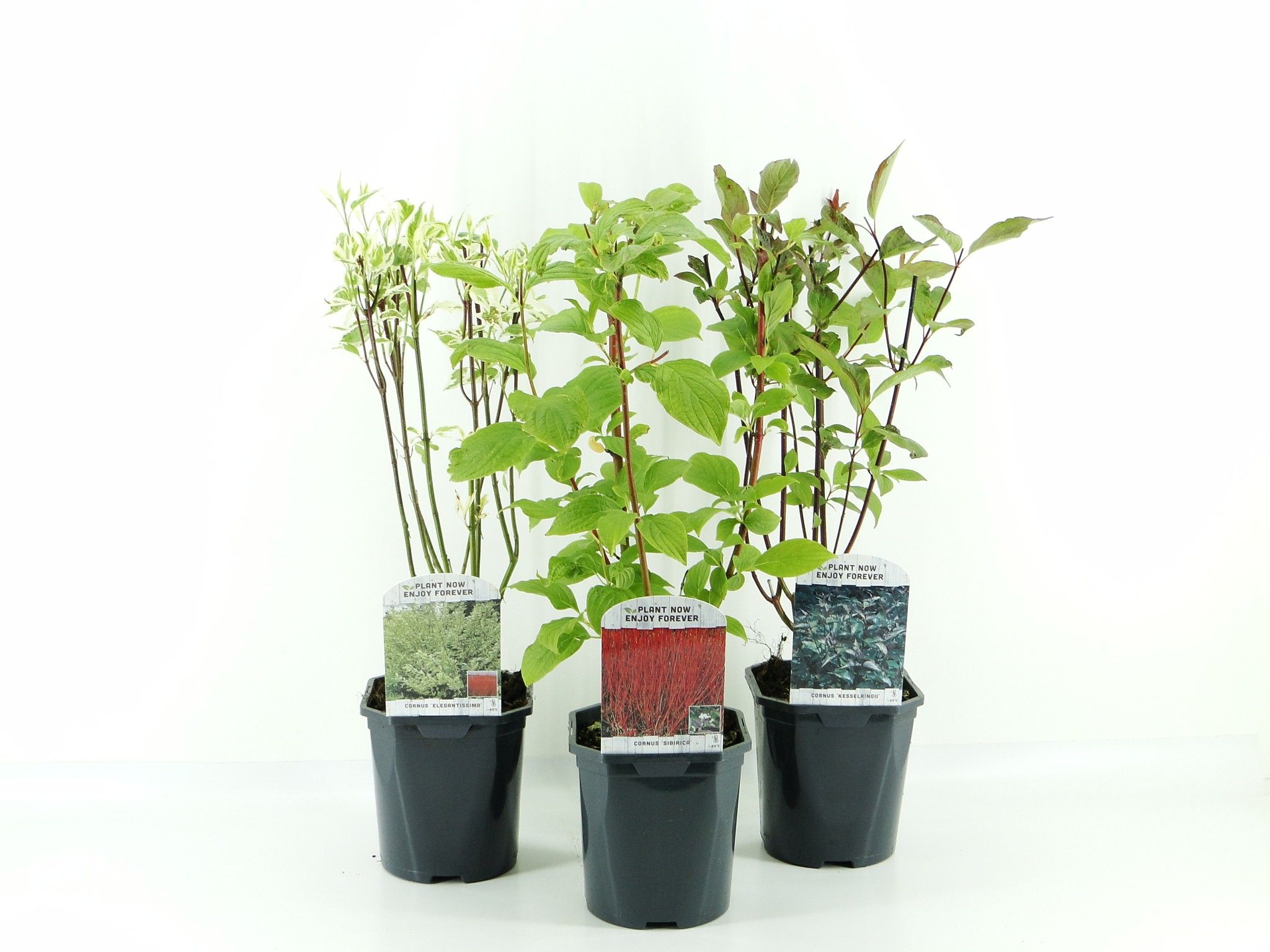 Picture of Cornus lagen mix
