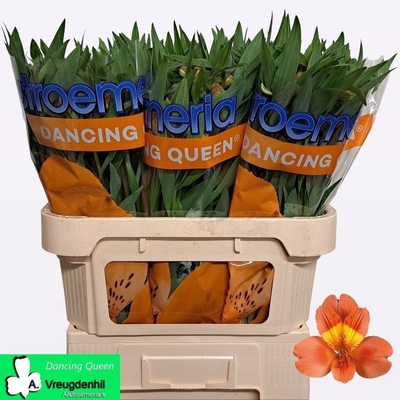 Alstr Dancing Queen 75L.cm 50gram 23bloei