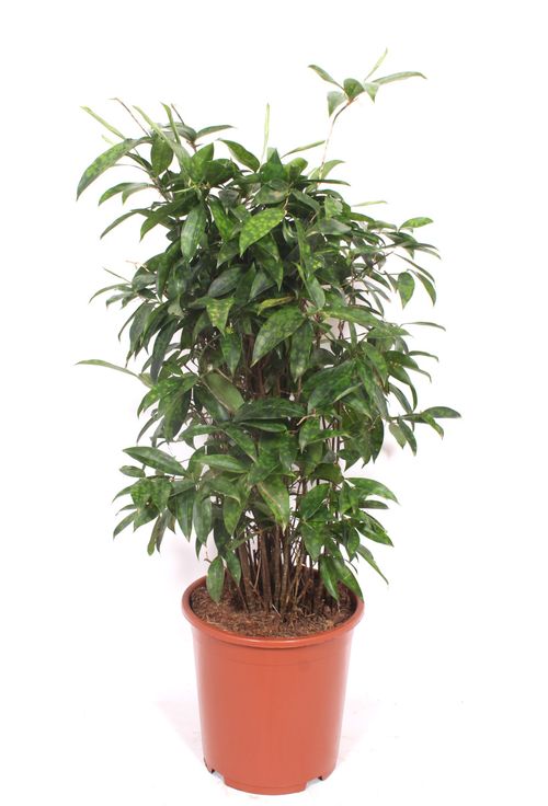 Dracaena Surculosa 130cm p27 Fachj