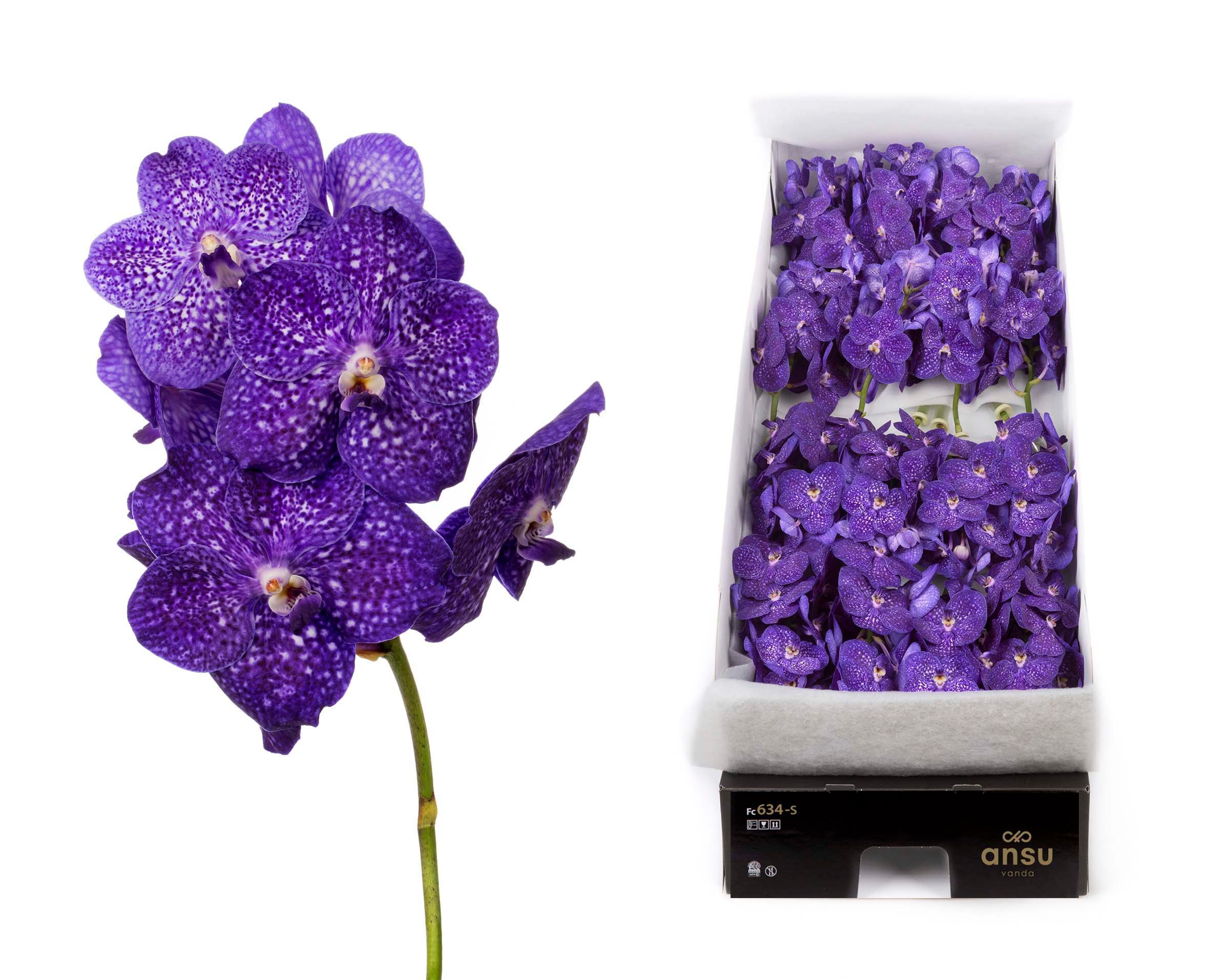 Vanda Ni Tweed Blue