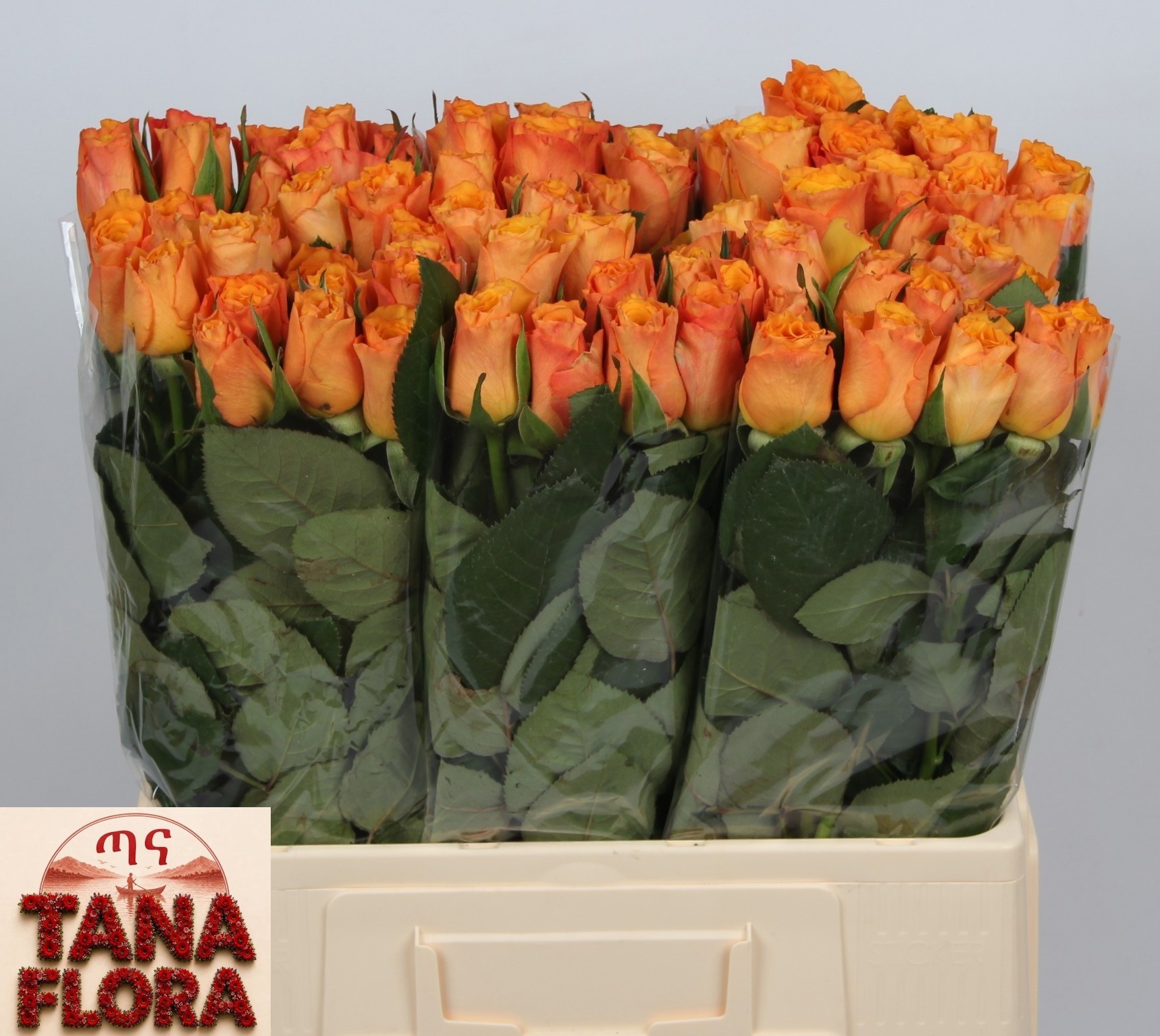 Rosa Confidential 60cm
