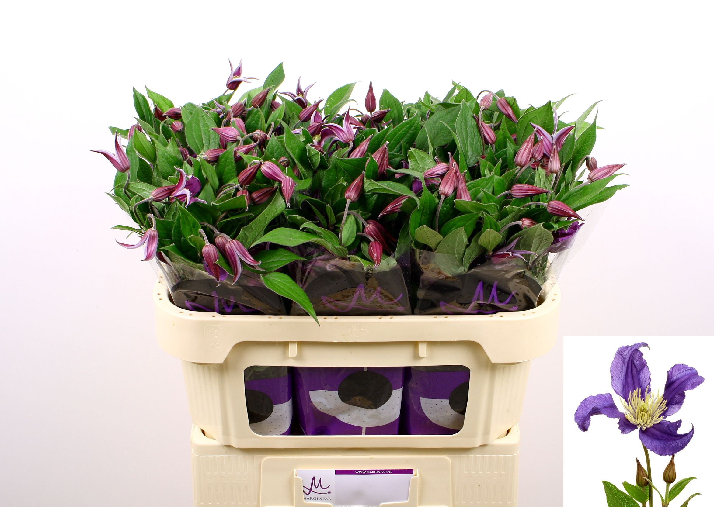 Clematis Blue Pirouette 70cm
