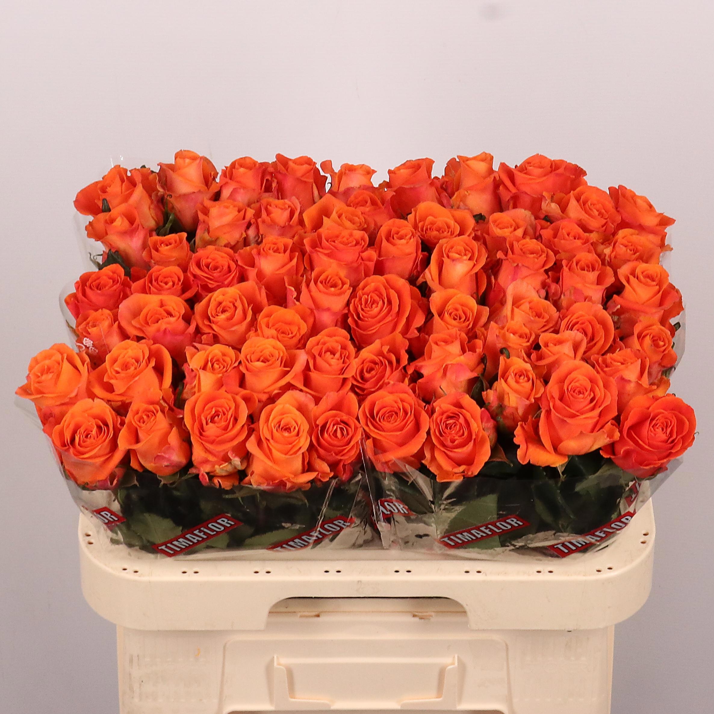 Rosa On Fire 60cm