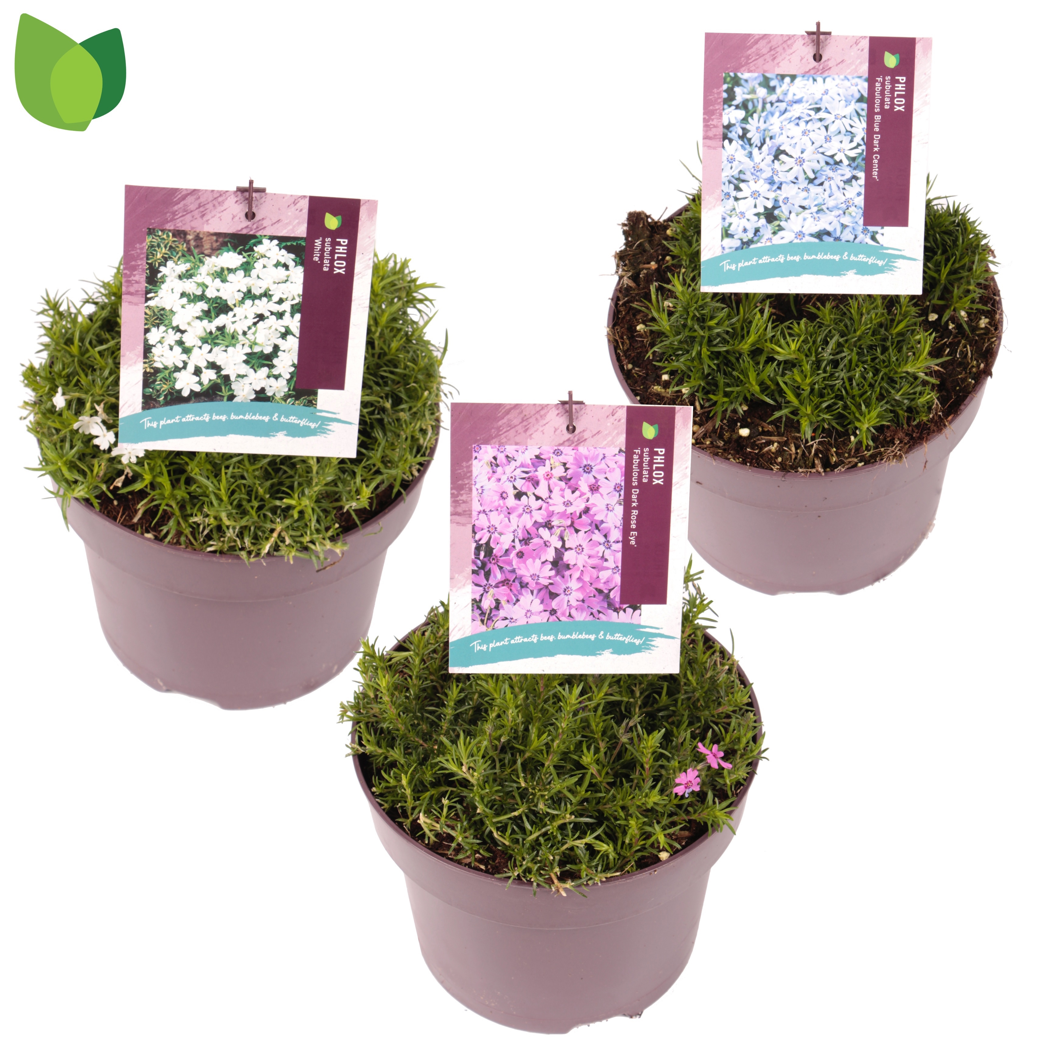Phlox Fabulous / MIX