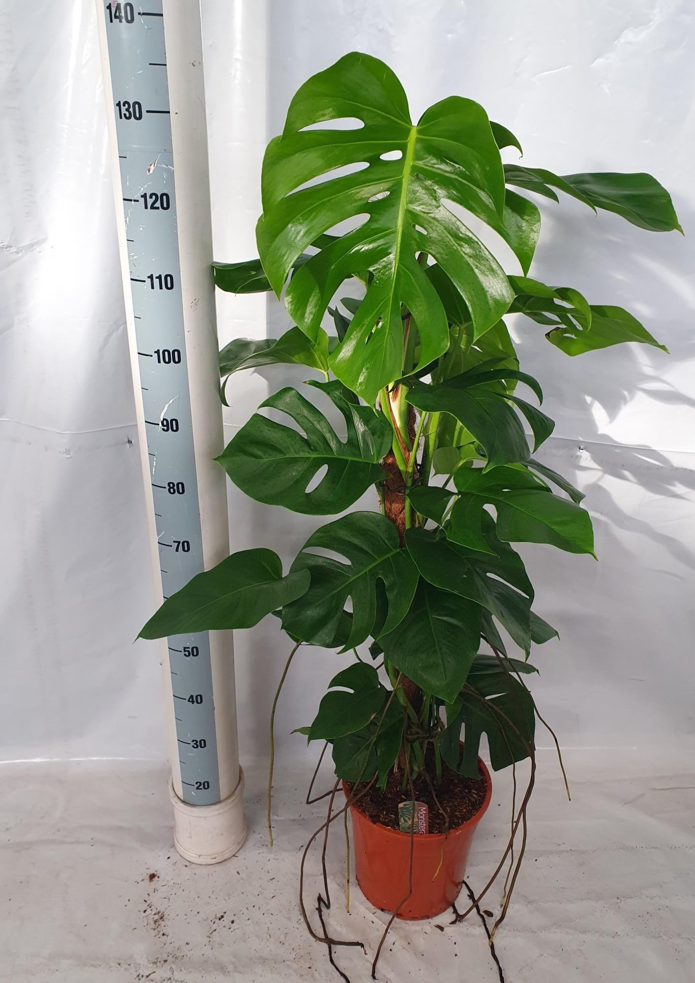 Monstera (Pertusum Grp) MONSTERA PERTUSUM | Gardenline