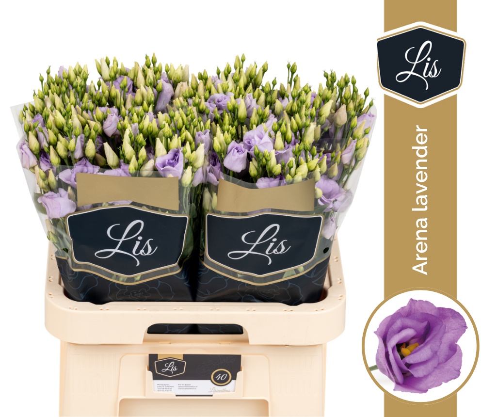 Eus G Arena Lavender