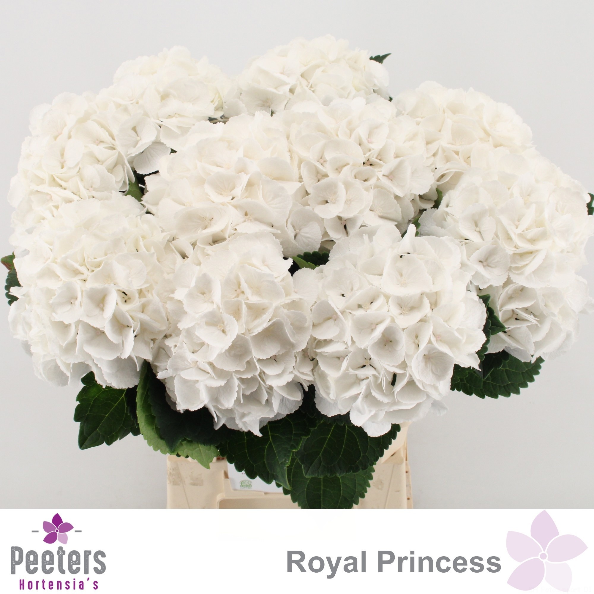Hydrangea Royal Princess 60cm 17Ø