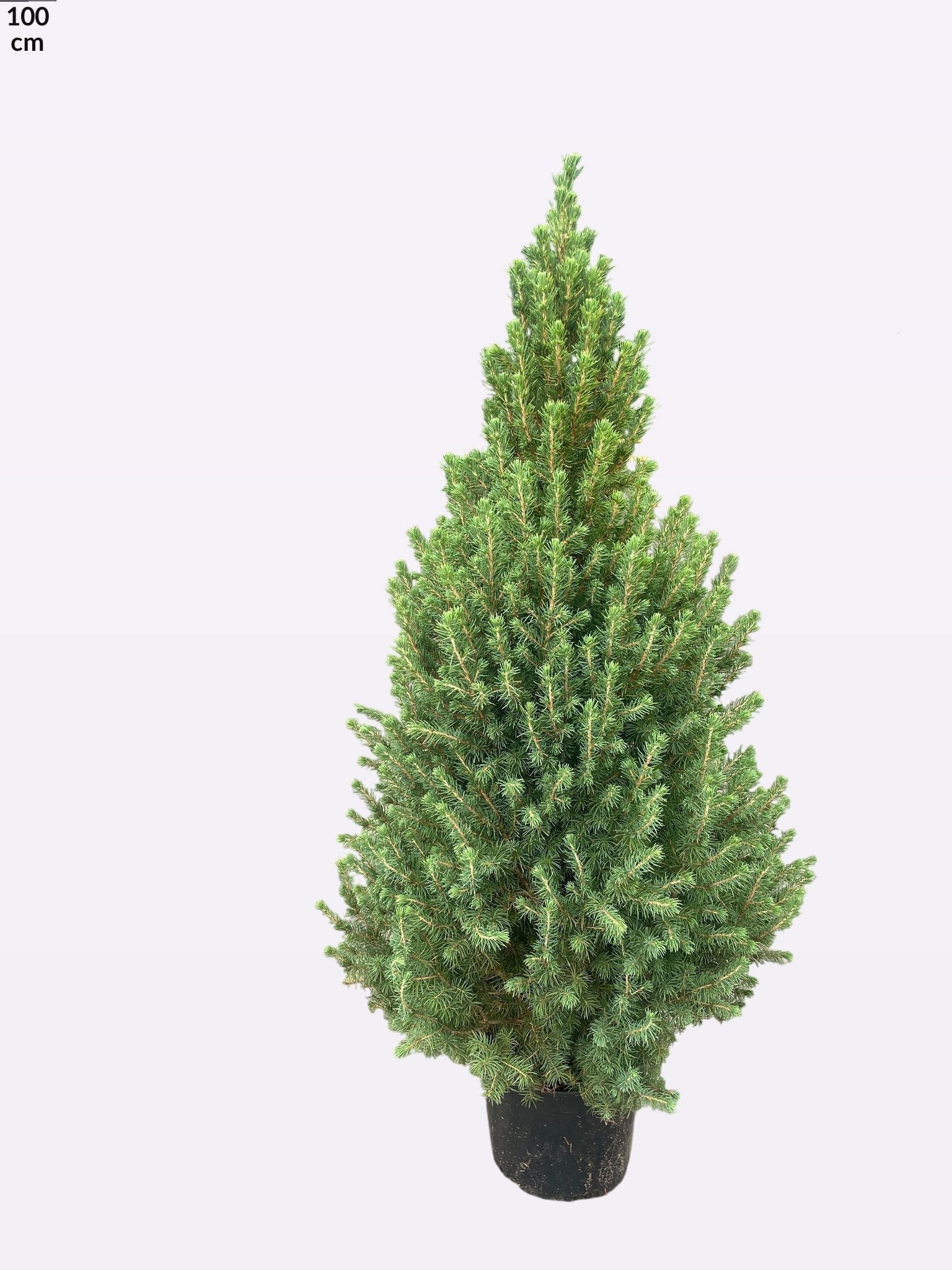 Picea Gl December 26P 100H