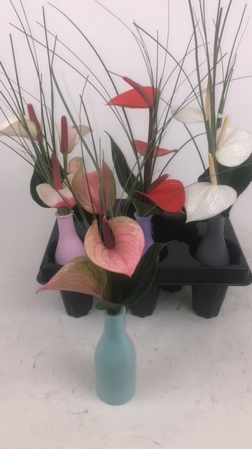 Anth A Love Collecti