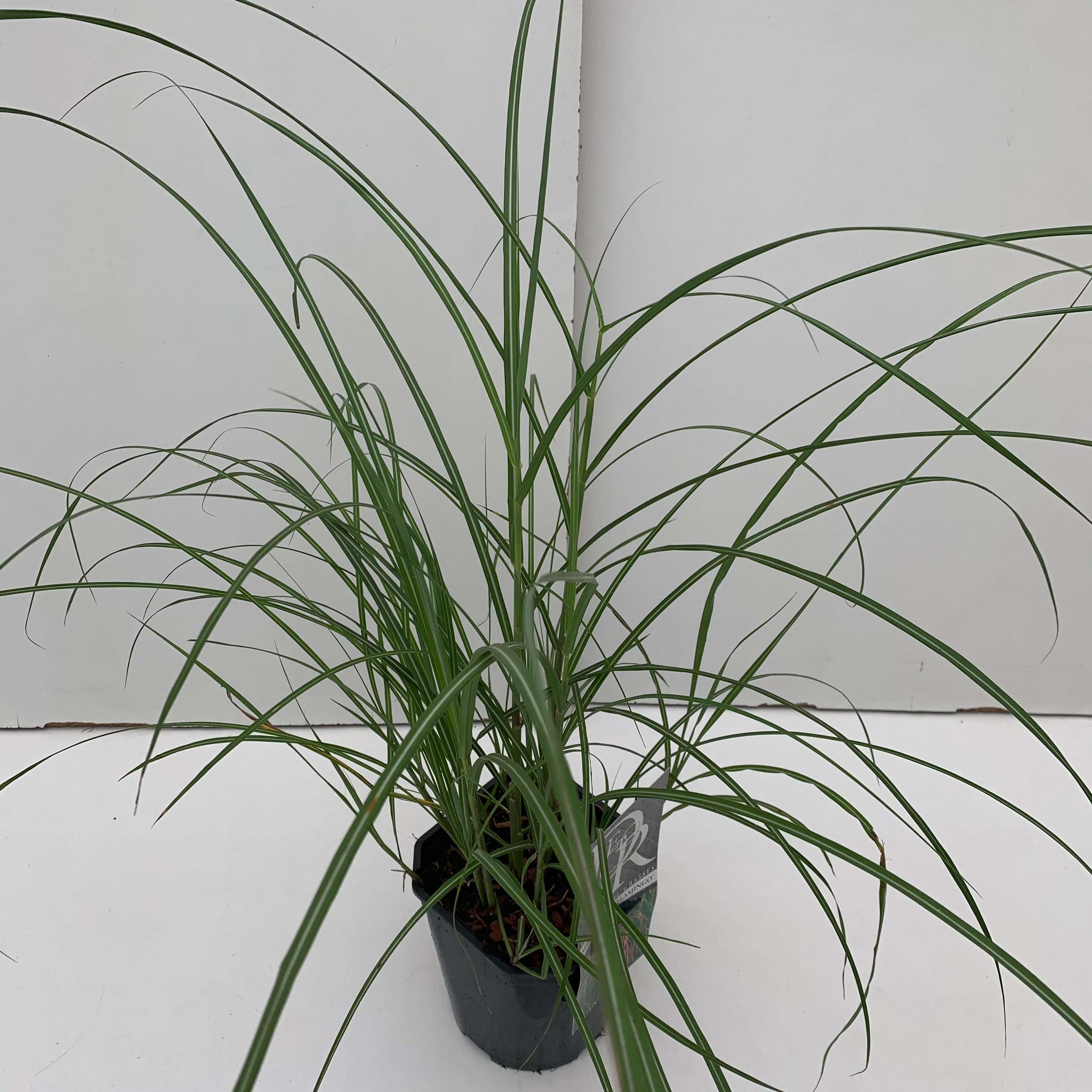 Picture of Miscanthus Flamingo P17 (2 Ltr) Square