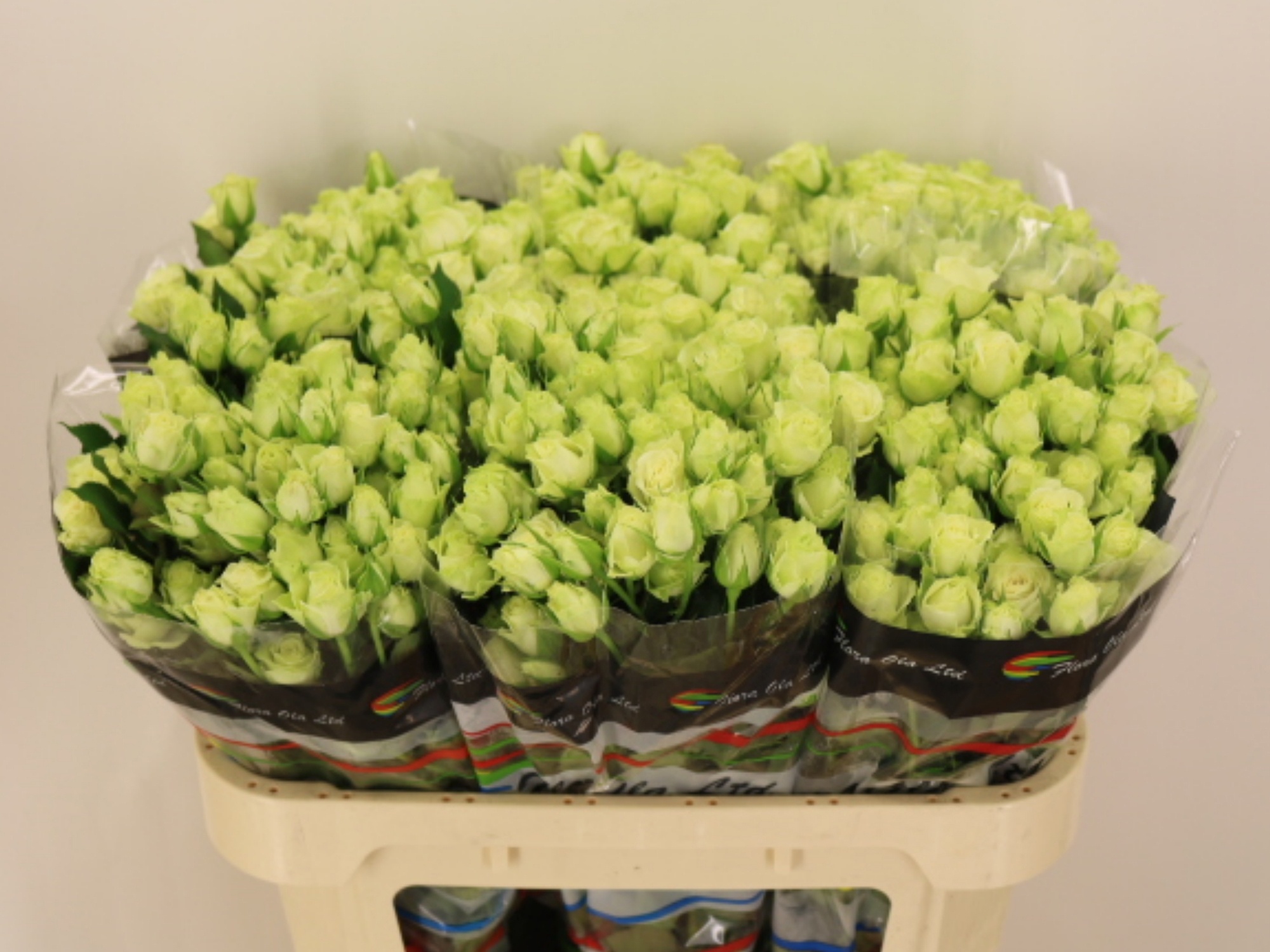 R Tr Green Glow 70L.cm 55+knop 23bloei