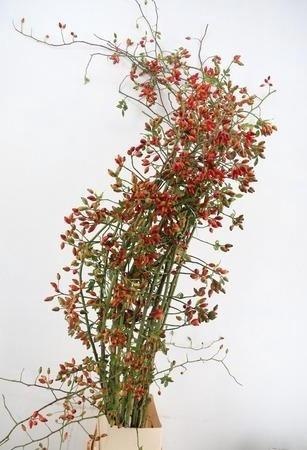 Rosa Zaffiro